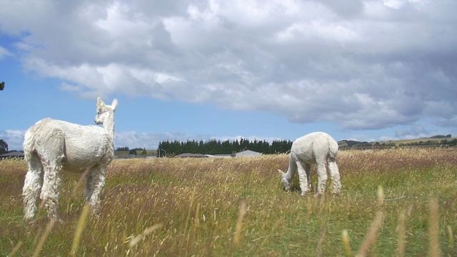 животные на английском ДЮКЦ ИТМО