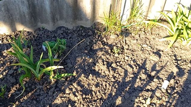 Красоты весеннего утра. Тюльпаны🌷Хосты 🪴🌱