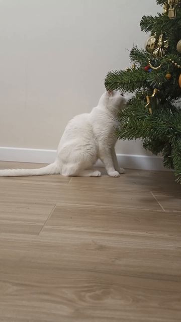 Morning games with the Christmas tree at Zephyr the cat!