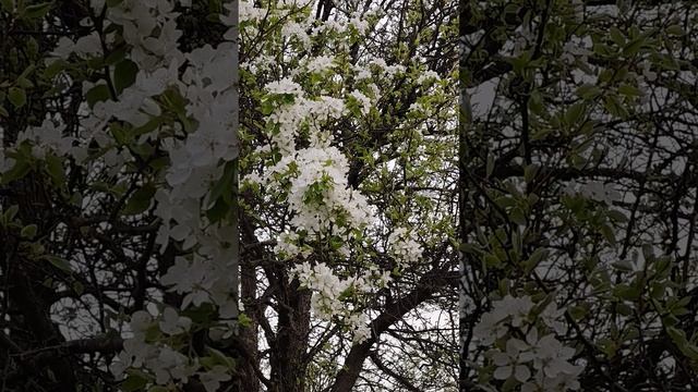 В тайге цветут сады. Приморье.