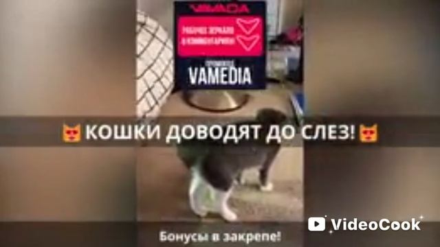 приколы с животными