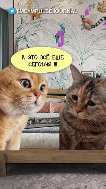 Отдыхаем (Мяукаем в телеграм Импульс Журнал 👉 @impulsejournal ) #пустьговорят #коты