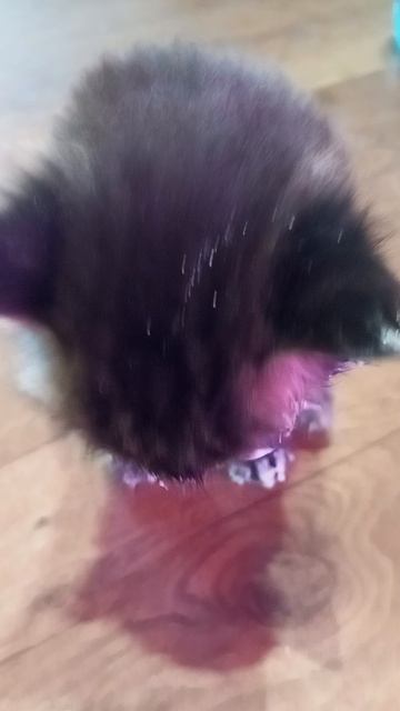 Котята