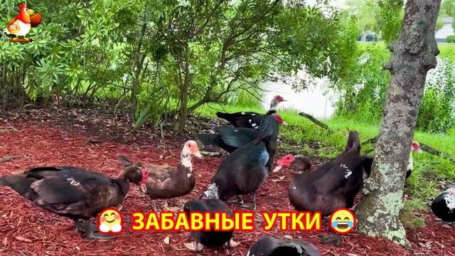 Забавные утки мускусные и пекинские на свободном выгуле ч.(21) ❣️🤗😂