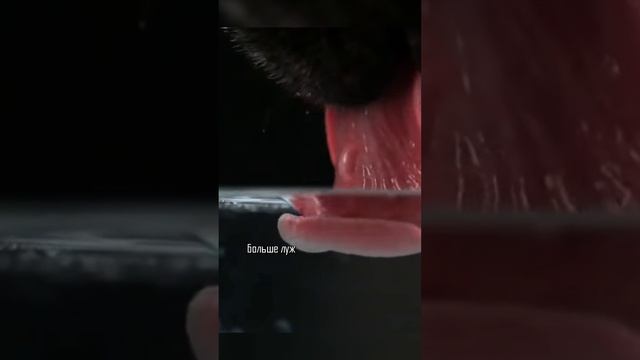 Разоблачение сухих кормов. Чем кормить?