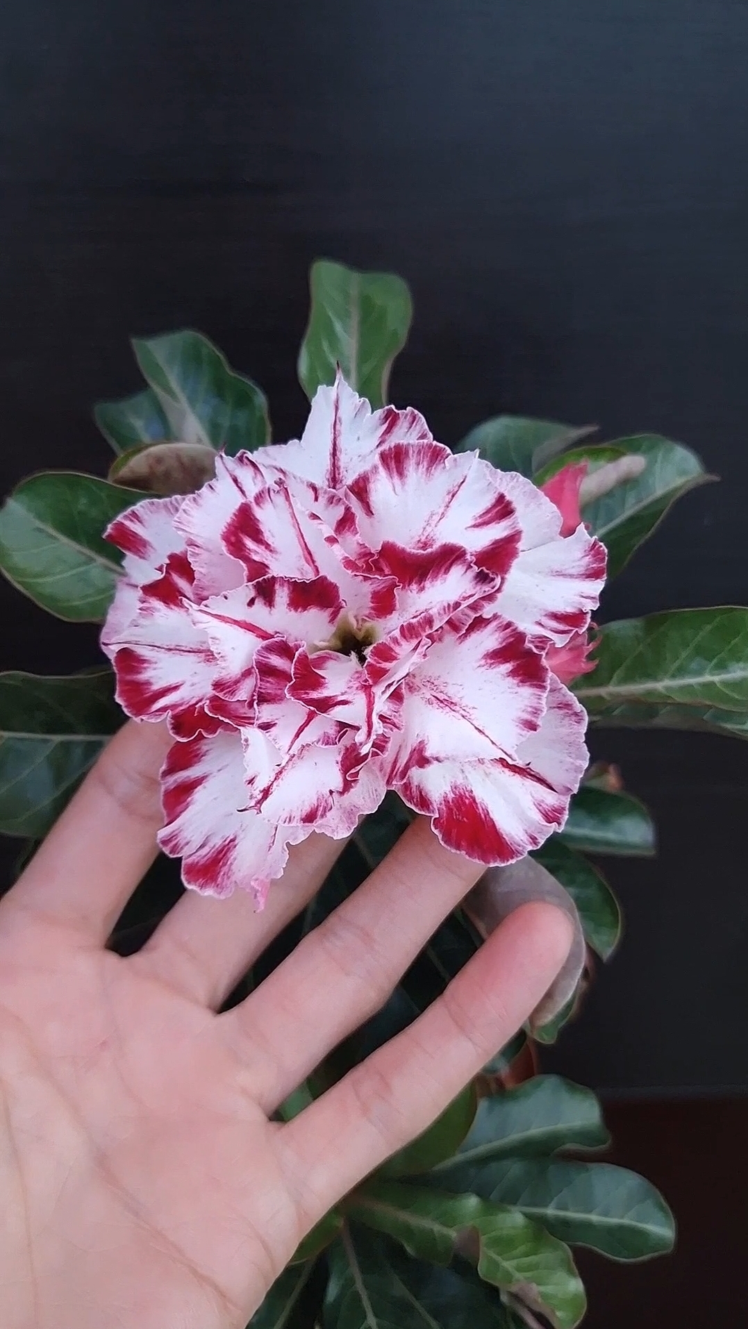 Адениум Black Amaryllis mut.