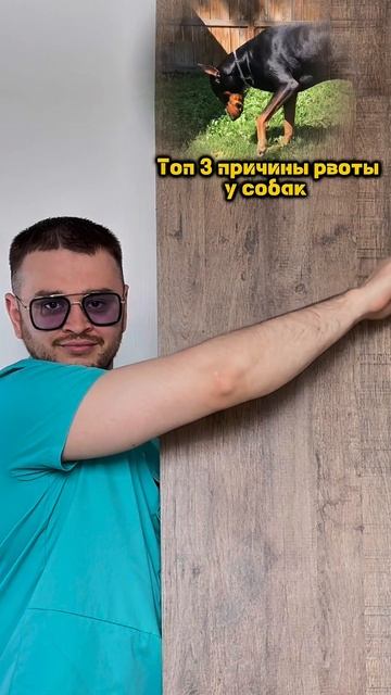 Топ 3 причины рвоты у собак
