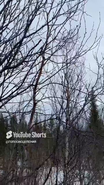 ✅✅✅ БОГ ОБЕЩАЛ#shorts