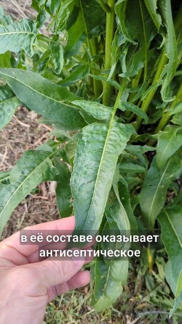вкус детства