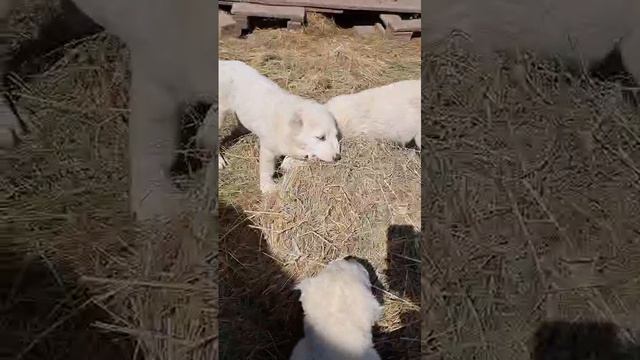 1000041238.mp4