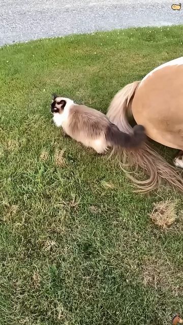 Лошади тролят котов — хвостатый провал! 😹🐴