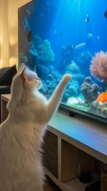 Cat vs. Fish on TV! 🐱📺🐟
