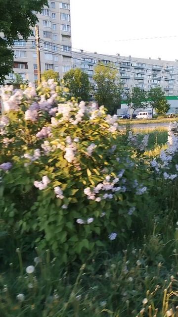 Цветение сирени, Петербург. 28 мая 2024.