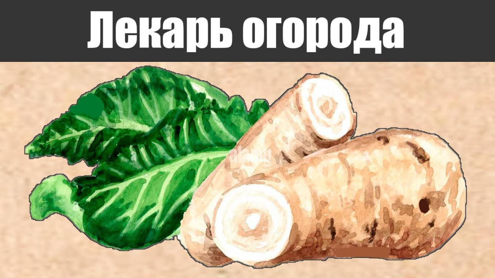 Почему хрен садоводы считают самым полезным растением на огороде?