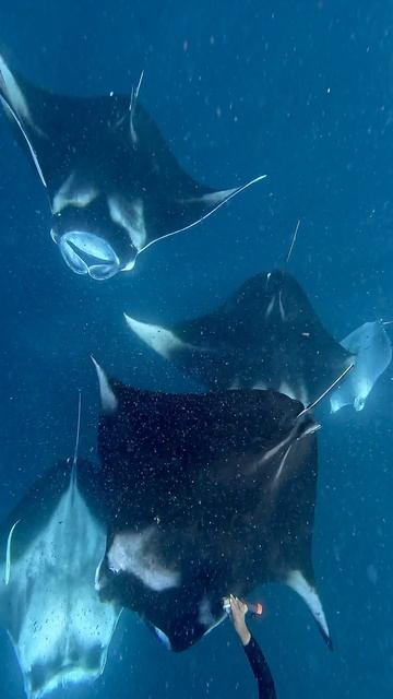 Мальдивы февраль 2024 🏊♂️ плавание с мантами