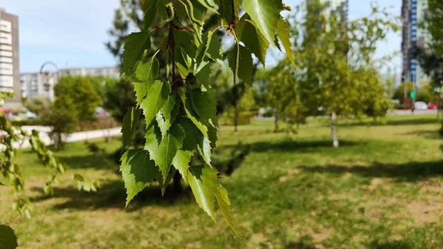 Красноярск.Площадь на Копылова. Памятник Степанову