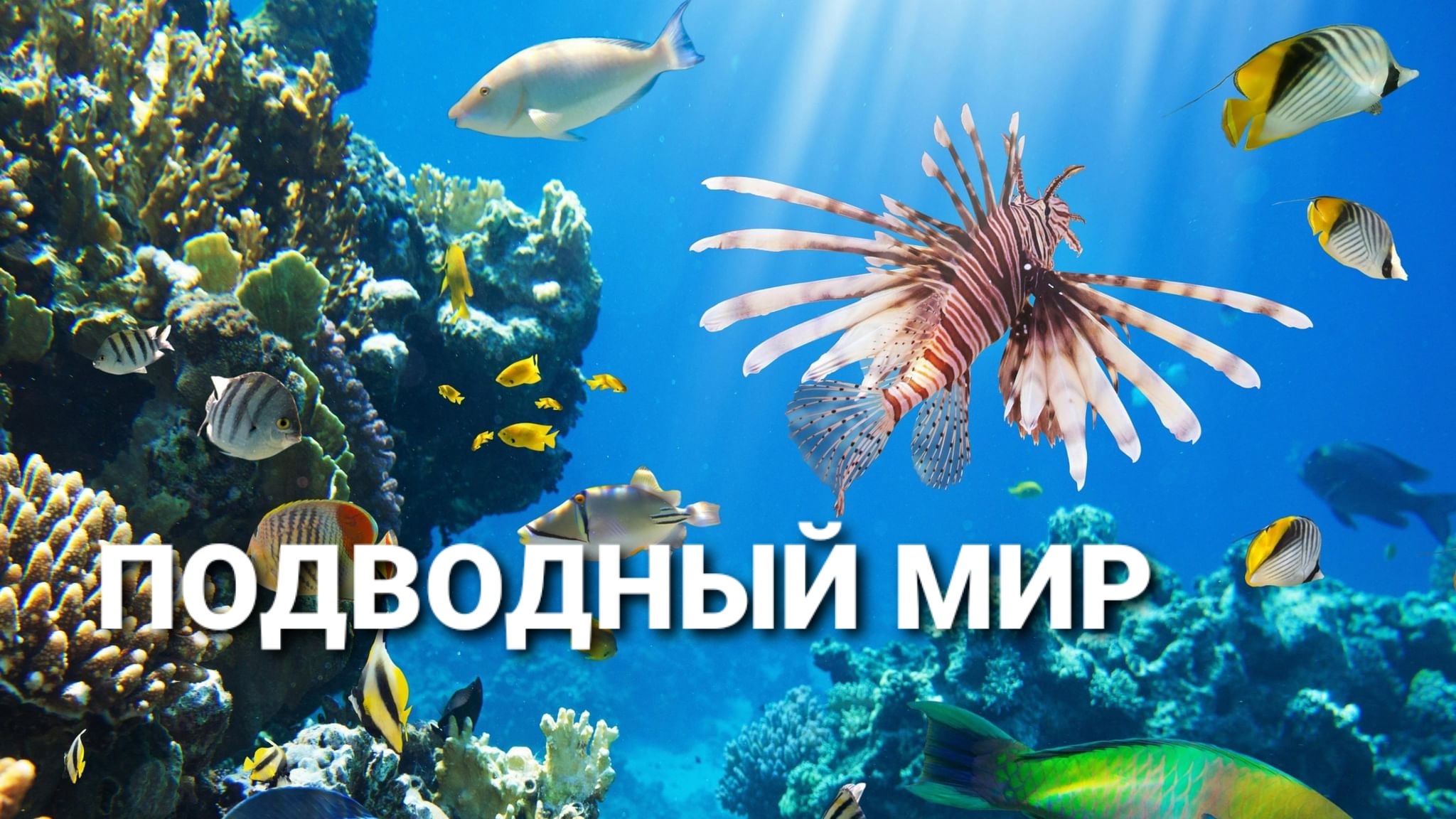 Красивый подводный мир с нежной музыкой. Для медитации и релакса