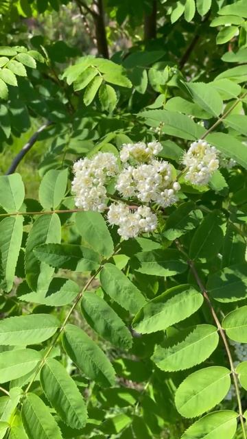 рябина обыкновенная #цветы #garden #растения #садоводство