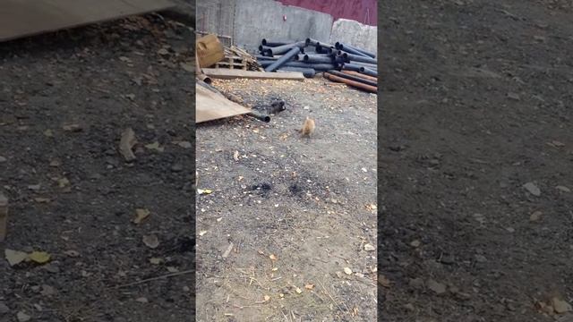 охота с лайкой