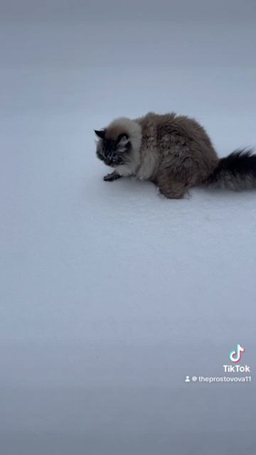 ВЫБРОСИЛ КОТА В СНЕГ!