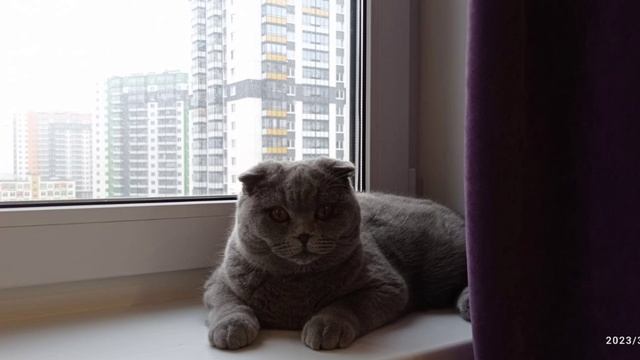 Лиза. дество