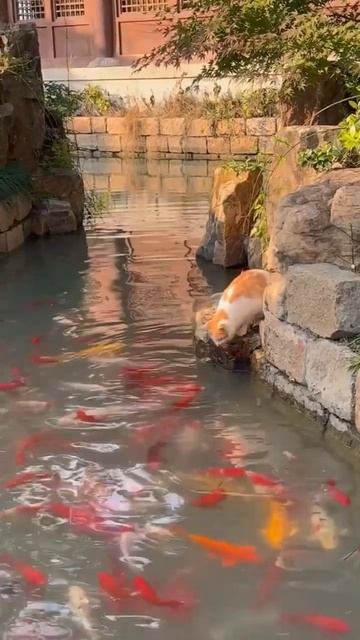 Cat Catches a Fish with One Jump! 🐱💦🐟