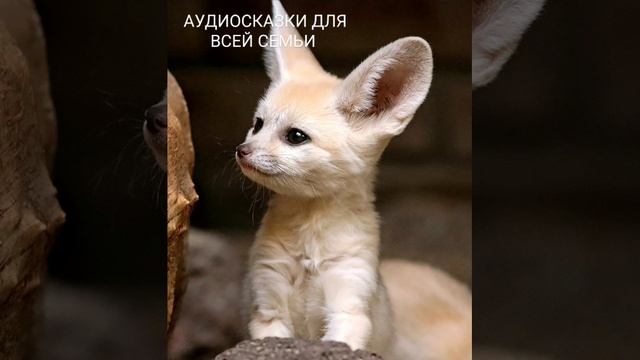 О ТОМ КАК ЛИСА ОБМАНУЛА ГИЕНУ