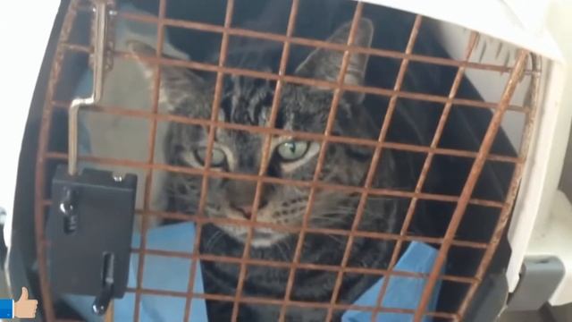 Смешное видео про котов/ Подборка приколов с котами/ Funny video about cats / Jokes with cats