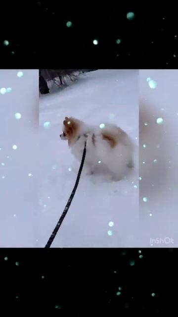 Наша шпице-деточка 💋🐶🥰🥰🥰
