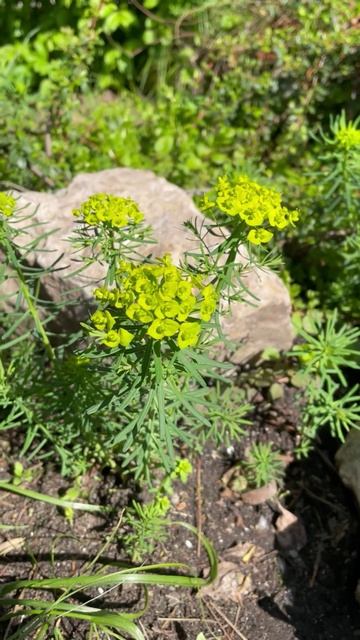 молочай кипарисовый euphorbia cyparissias #цветы #garden #растения #flowers