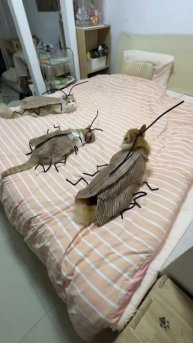 Таракошки (Котоканы)