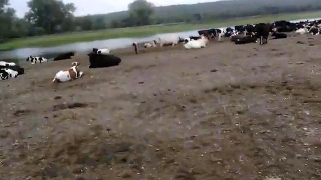 Чупакабра