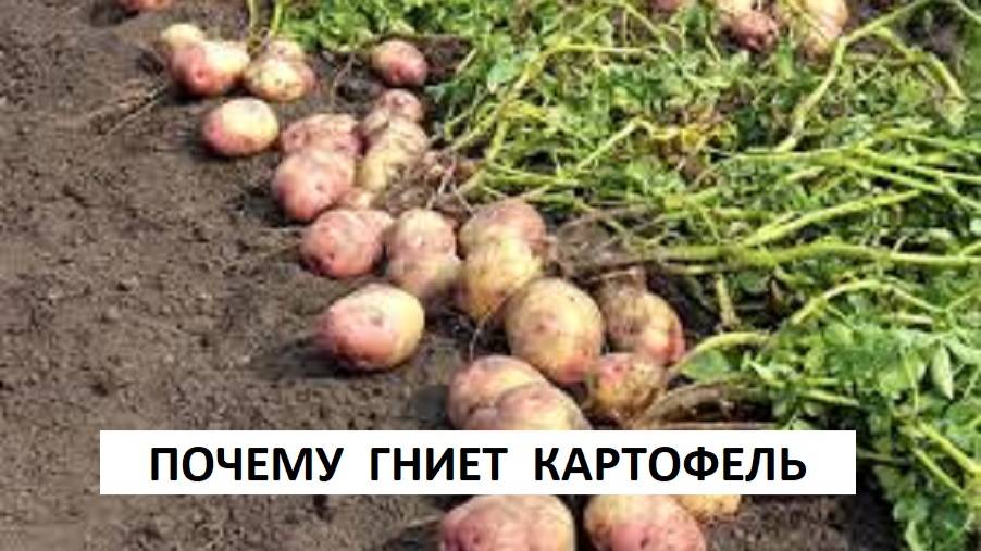 Почему гниет картофель? Мокрая гниль картофеля.