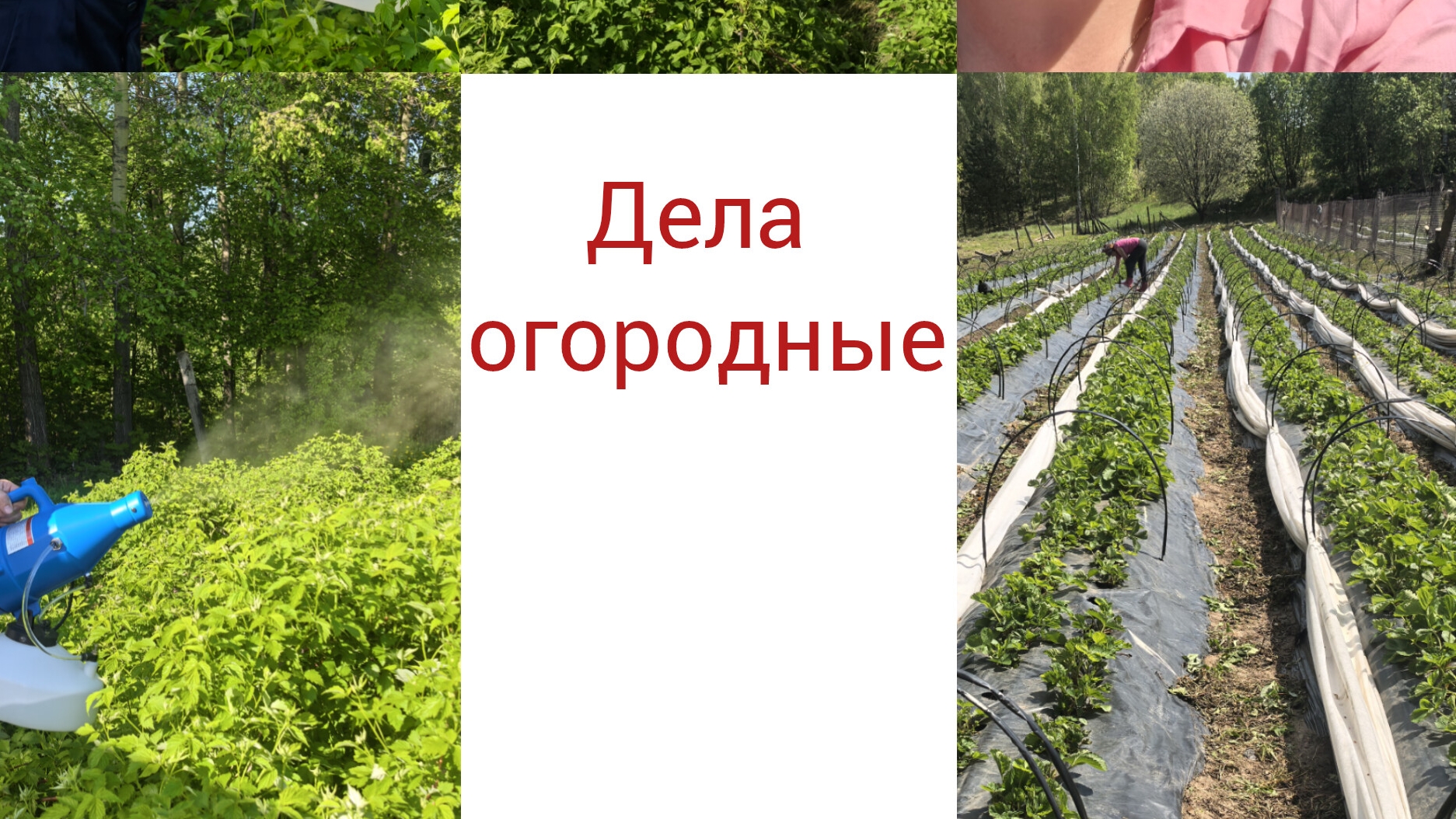 Дела огородные