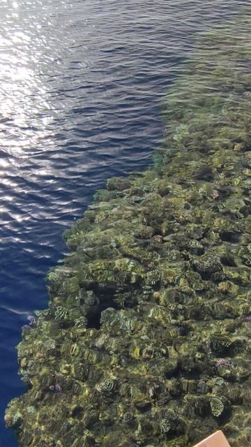 Прозрачная красота Красного моря.