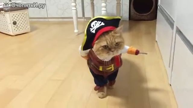 Смешной кот пират