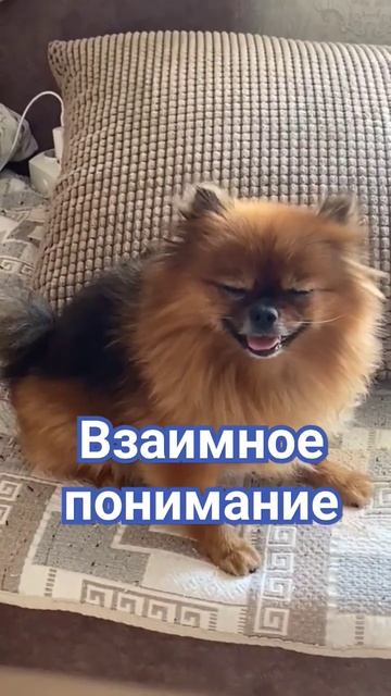 Шпицулик мой