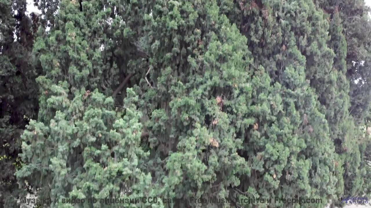 Видео, которое можно смотреть только в состоянии медитации - попробуйте! - Mushrooms -- HoliznaCC0 -