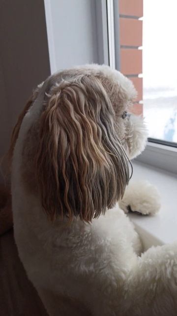 Elvis on watch: the guard dog on duty can see everything! The enemy will not pass!