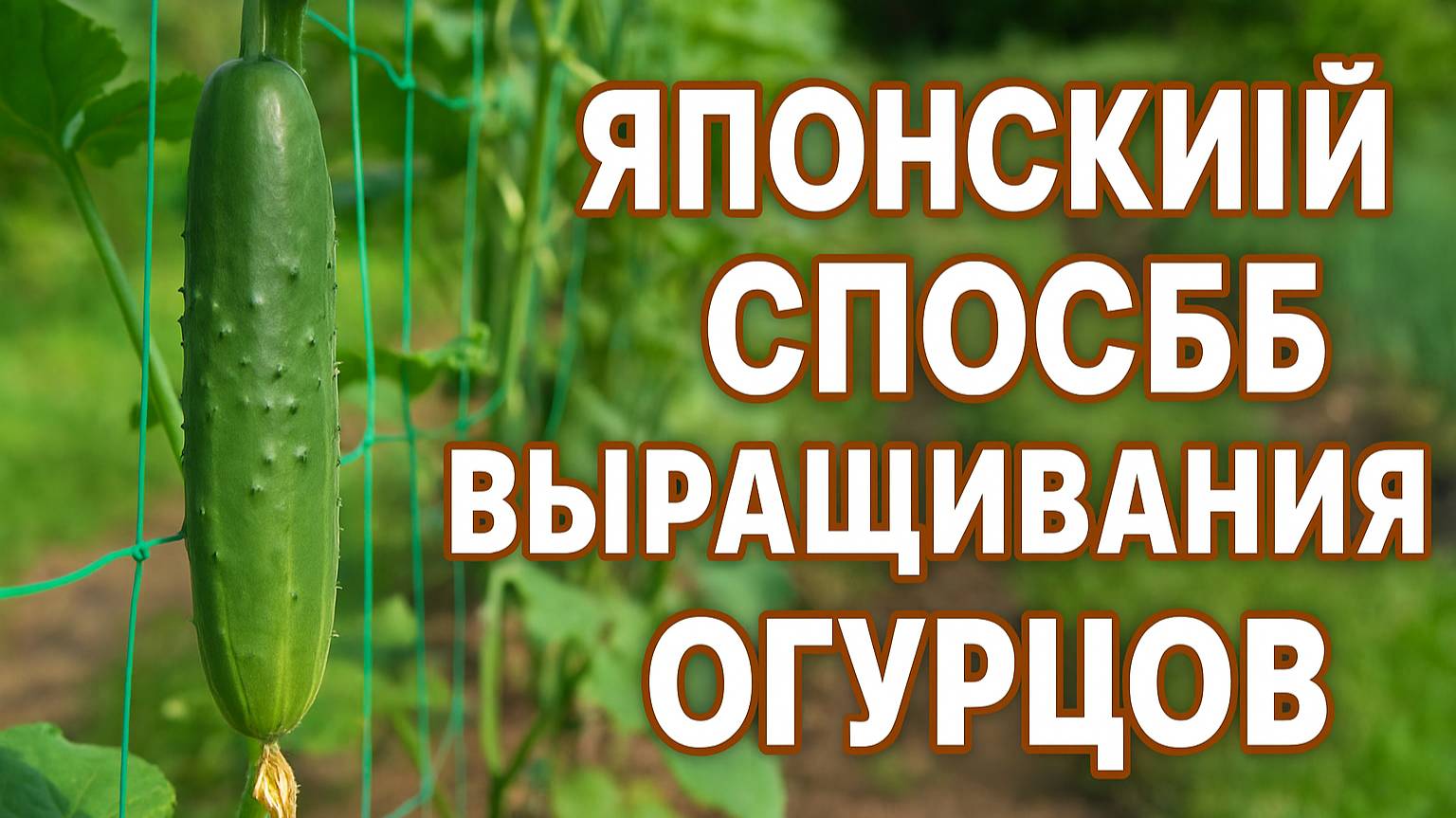 Японский способ выращивания огурцов — урожай как из теплицы!