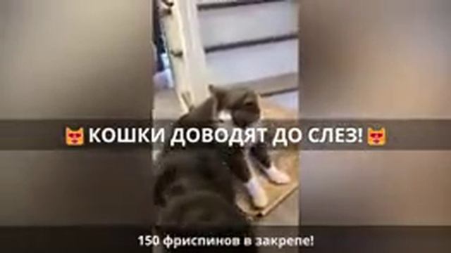 приколы