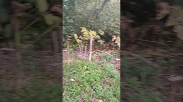 1000003350.mp4