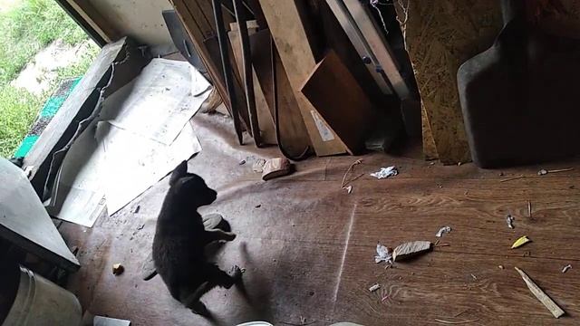 Щенок борется с тапочком