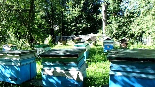 10 июля 2024 года. Мед с одуванчика. Какой он..?