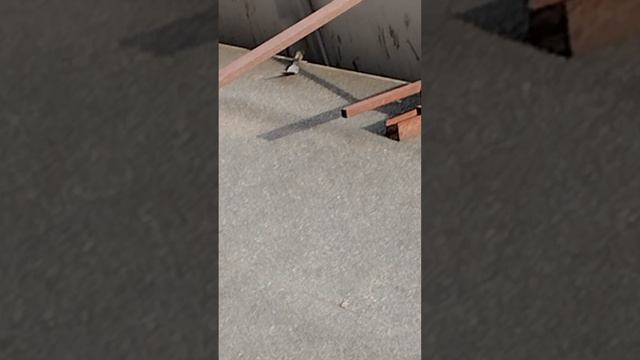 видим крышу магнита
