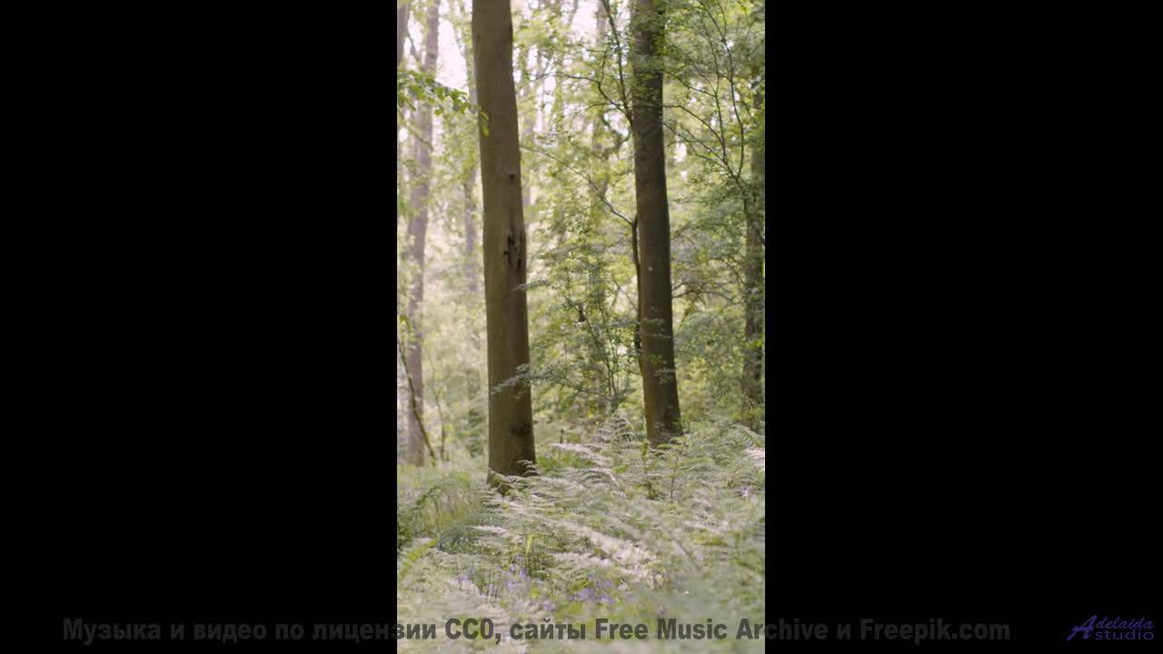 Почему в этом лесу нет птиц - Raccoon Family Robinson -- Podington Bear -- Haplessly Happy (Box Set