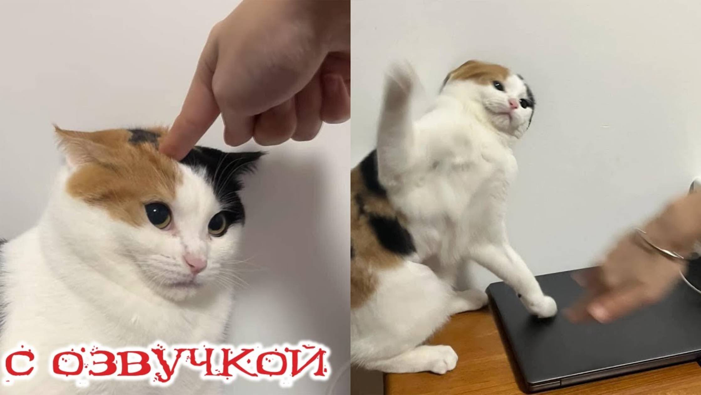 Приколы с котами! С ОЗВУЧКОЙ! Смешные коты! Самые смешные животные! 2025!!!