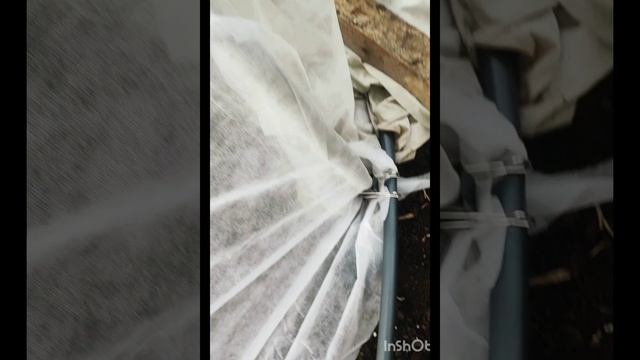 Первый раз посадила сама помидоры, перец, огурцы. Сделали самодельный парник ❤👍😊