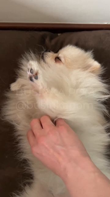 Буся #шпиц стала просить массаж по утрам #pomeranian #собака #cute #dog #померанскийшпиц #собачка