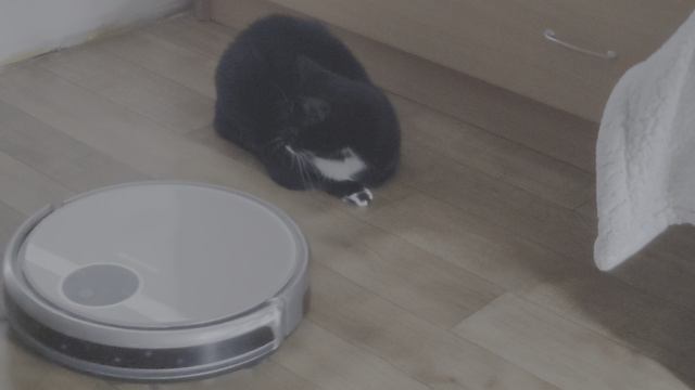 Кошка и пылесос